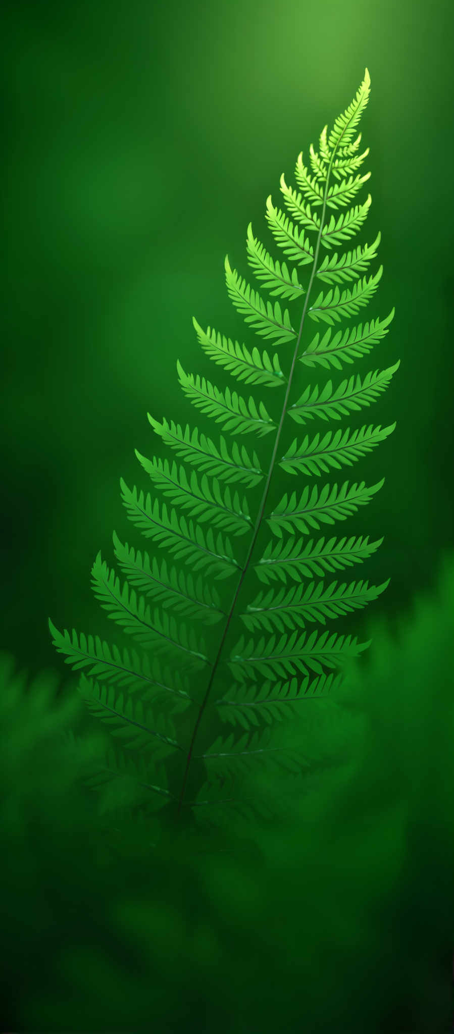 A close up of a fern leaf with a green background.