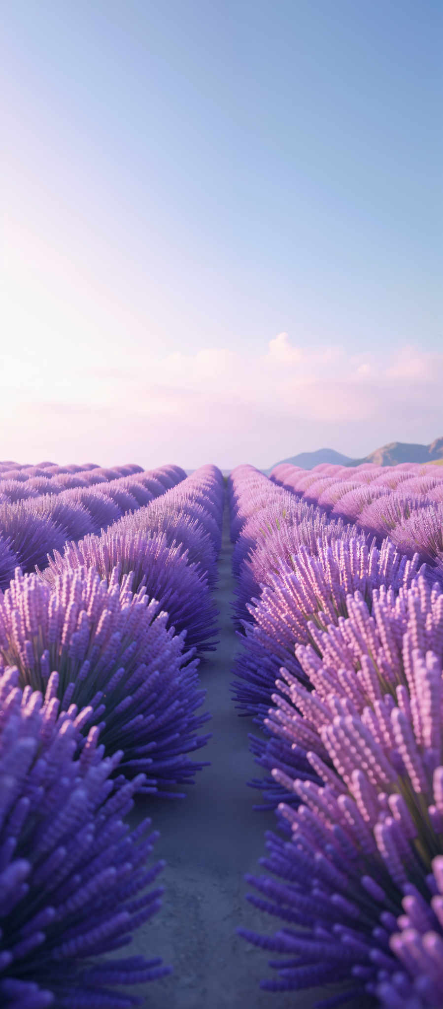 A field of lavender flowers in full bloom.