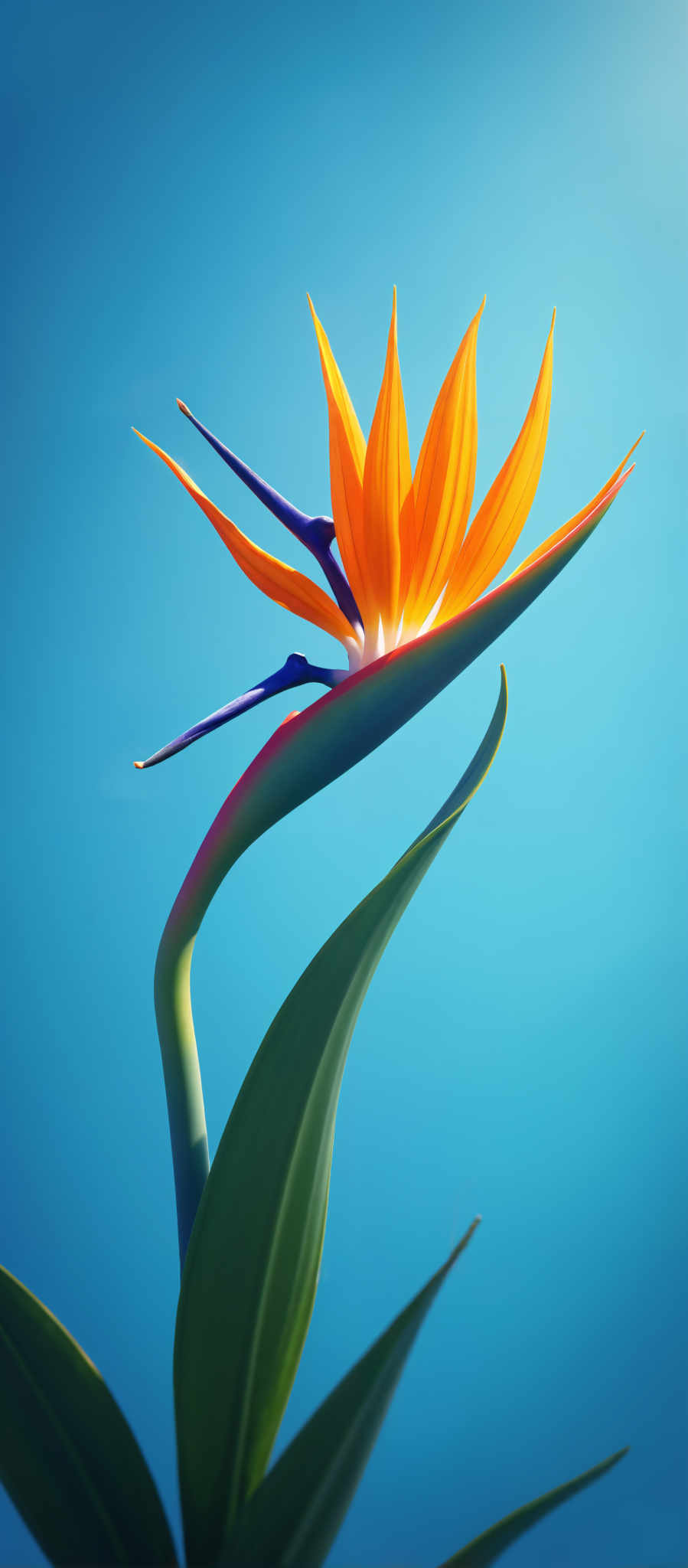 A vibrant orange flower with blue and yellow accents.