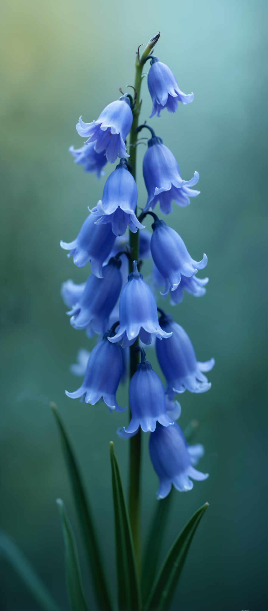 A cluster of blue flowers with white tips.