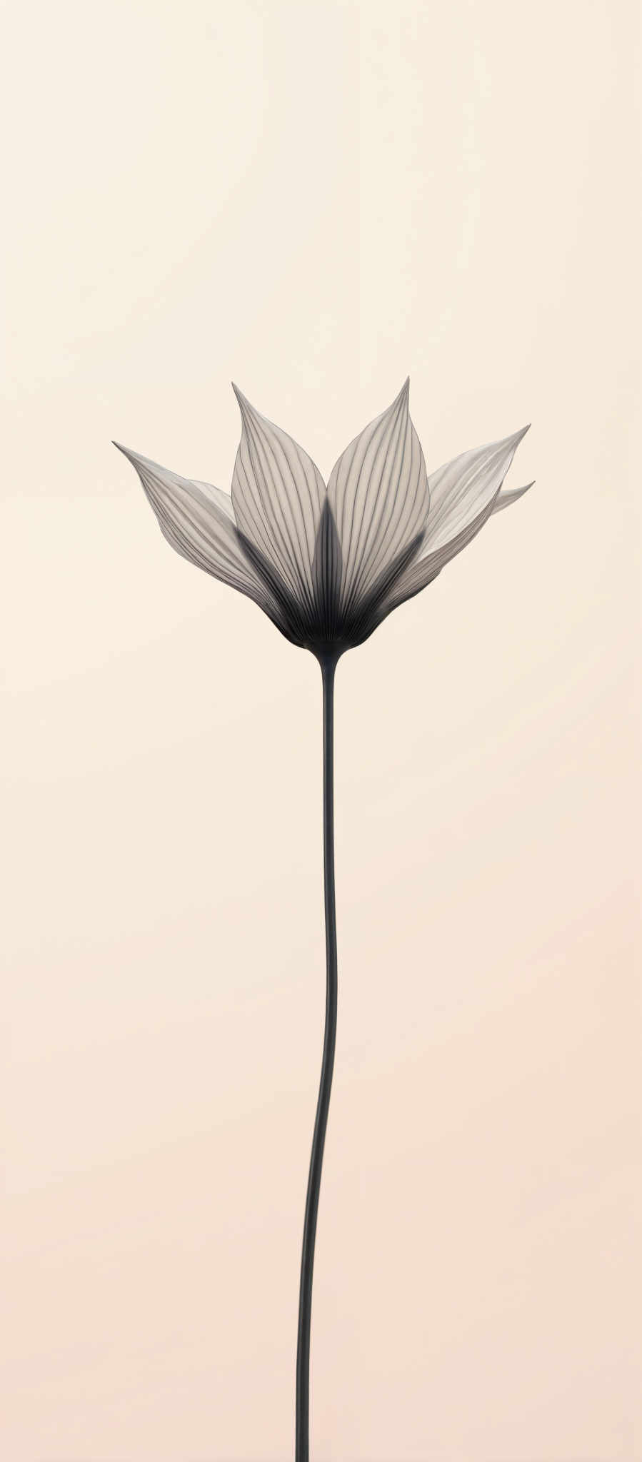 A black and white flower with a long stem.