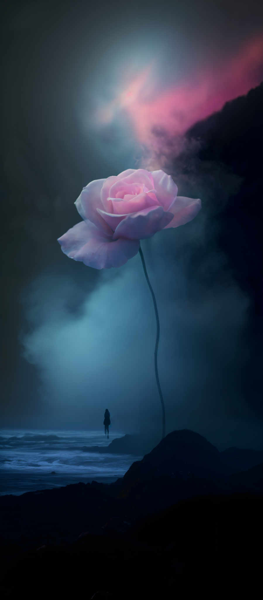 A single pink rose in a dark blue background.