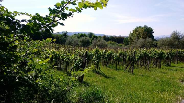 L'agricoltura che guarda al sociale: azienda di Bene Vagienna premiata a  Roma da Confagricoltura 