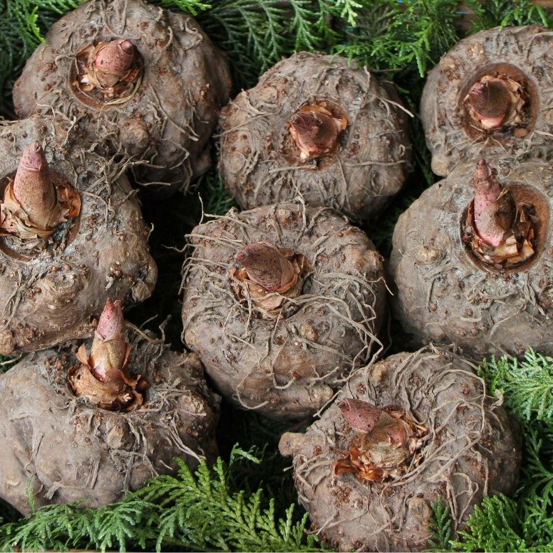 100��ͭ������ˤ㤯