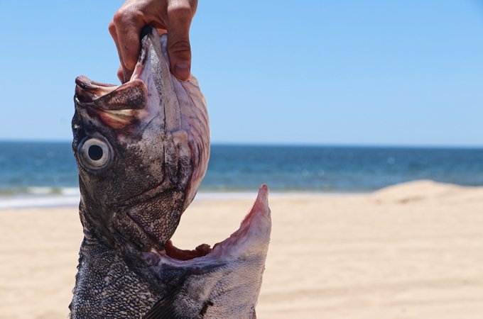 Cherne (Preço por 350gr)