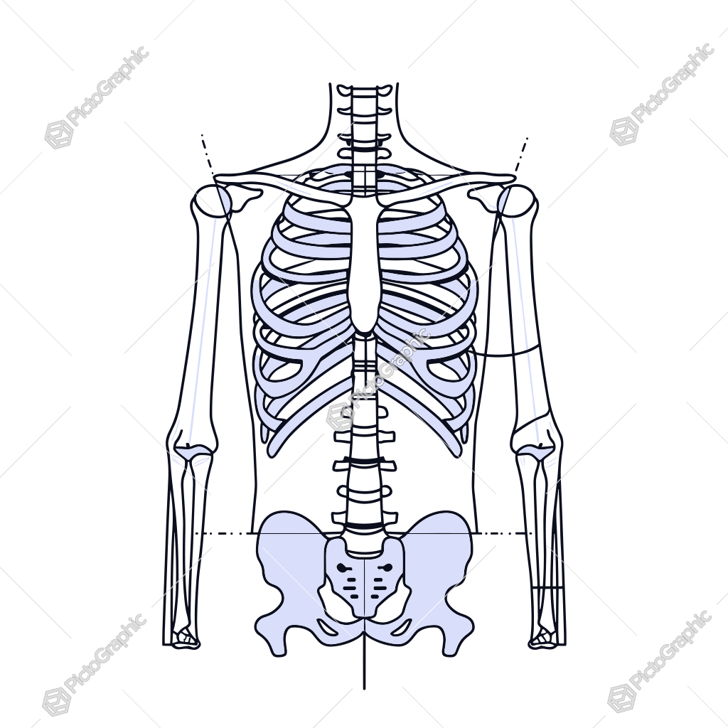 Illustration of a human skeletal torso.