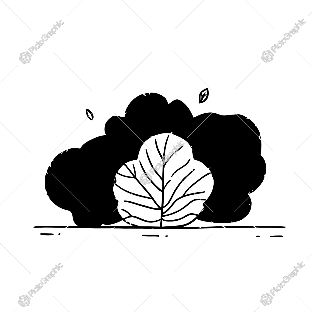 The image shows a black and white drawing of a cabbage on a white background. The cabbage is drawn in detail, with its large, oval-shaped leaves and ridges clearly visible. The leaves are arranged in a symmetrical pattern, with some overlapping each other. The white background provides a stark contrast to the dark green of the cabbage, making it stand out. The image shows a black and white drawing of a cabbage on a white background. The cabbage is drawn in detail, with its large, oval-shaped leaves and ridges clearly visible. The leaves are arranged in a symmetrical pattern, with some overlapping each other. The white background provides a stark contrast to the dark green of the cabbage, making it stand out.