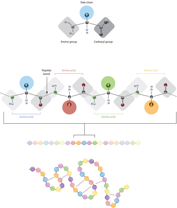 Insights into protein function through large-scale computational analysis  of sequence and structure: Trends in Biotechnology