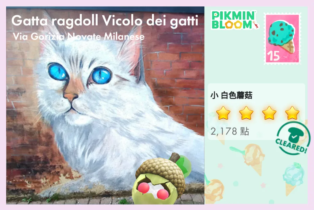 Gatta ragdoll Vicolo dei gatti