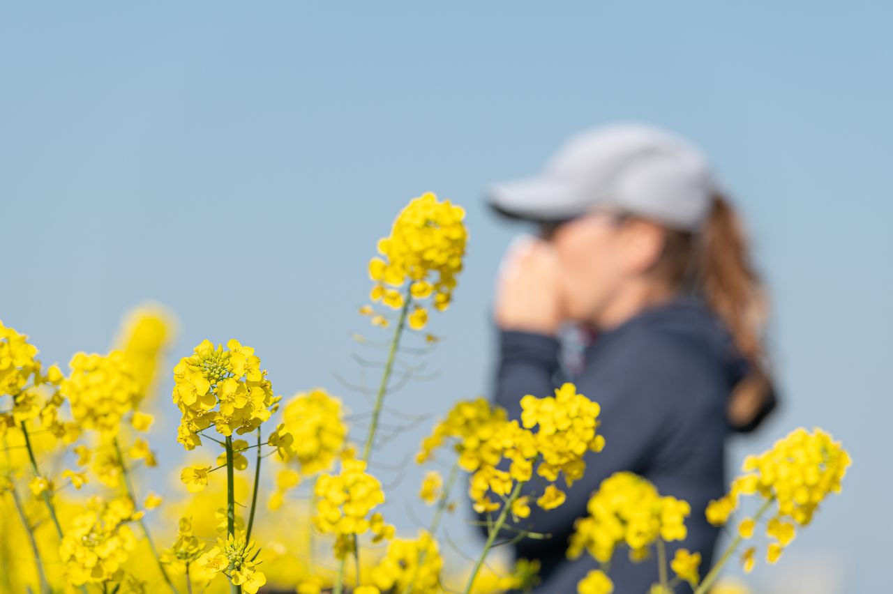 Woman covering her nose behind a field of yellow wildflowers during pollen season