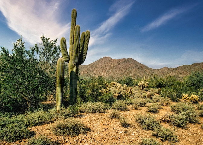 Saguaro cacti and mountains in the Arizona desert at sunset