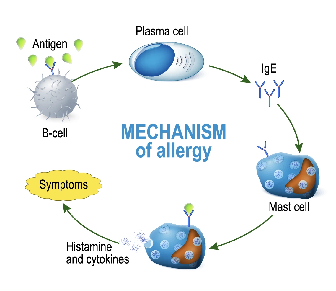 What Happens During an Allergic Reaction