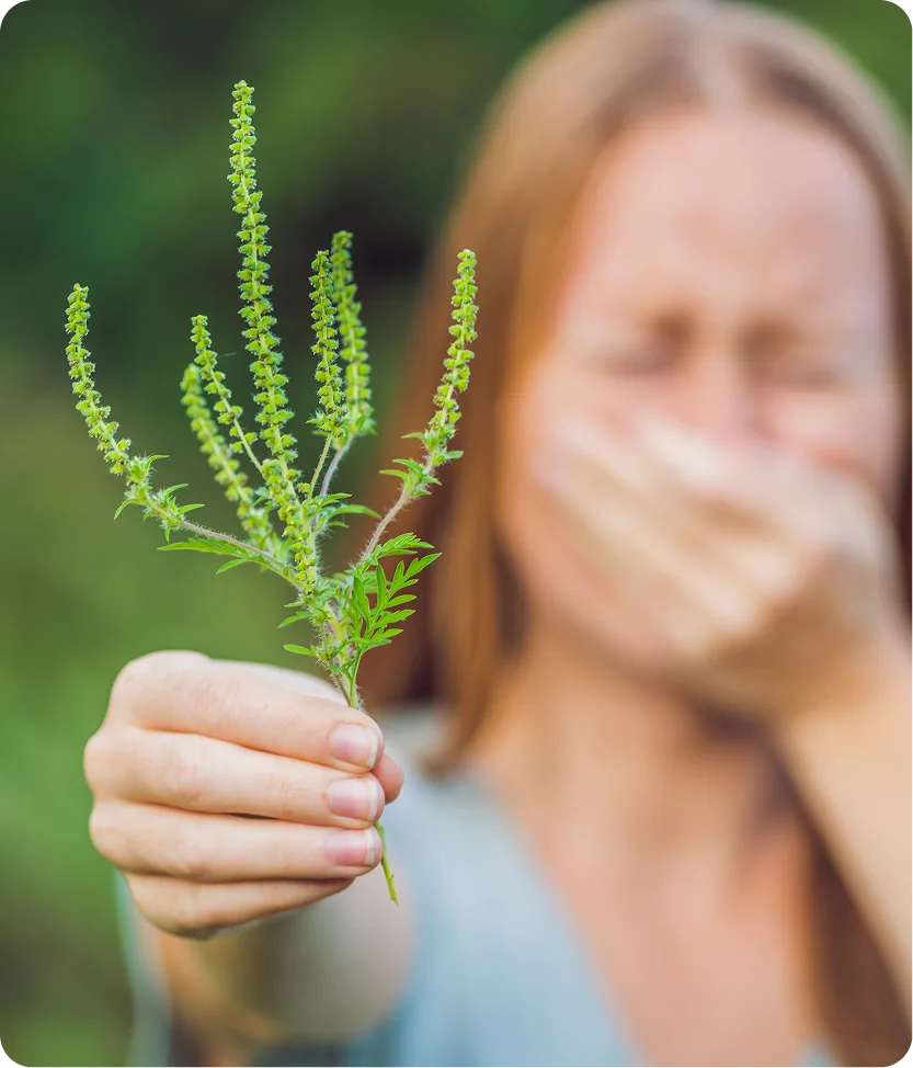 Woman holding ragweed plant while wearing a protective face mask