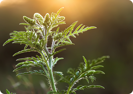 Close-up of ragweed plant with flowering buds