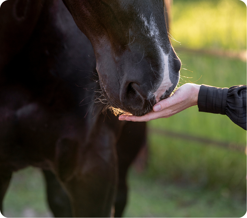Person's hand feeding treats to a black horse in a pasture