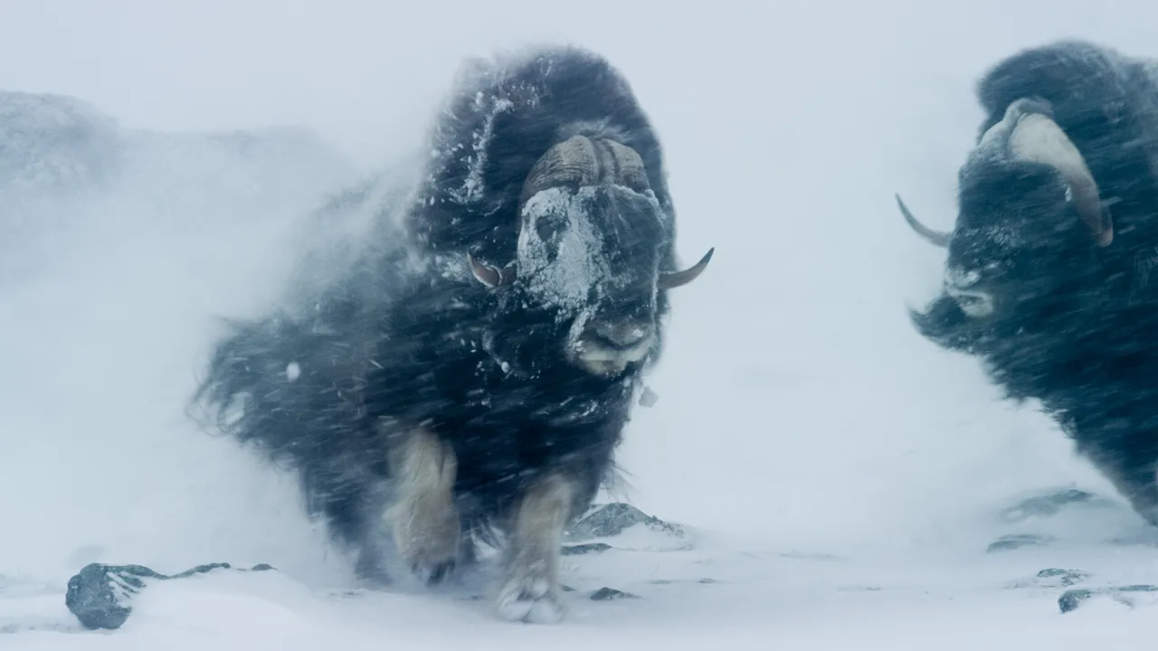 Skal hilse fra naturen
