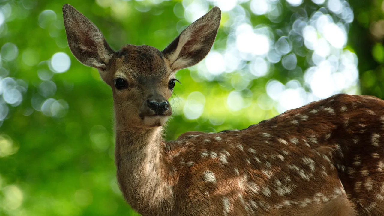 BAMBI