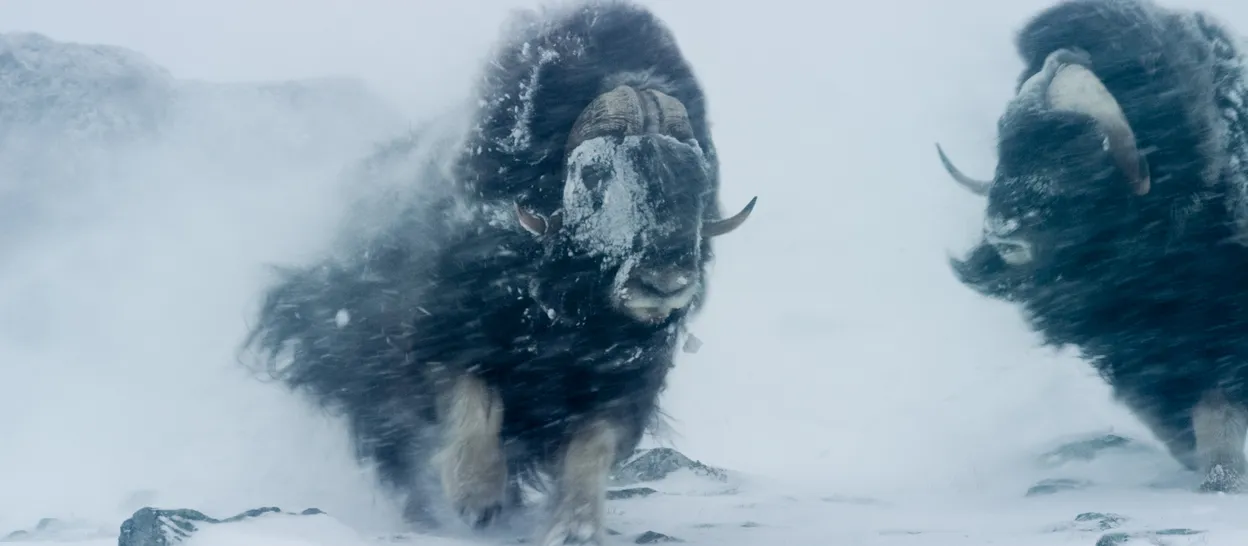 Skal hilse fra naturen