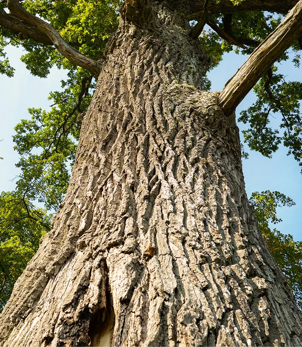 Mature tree trunk