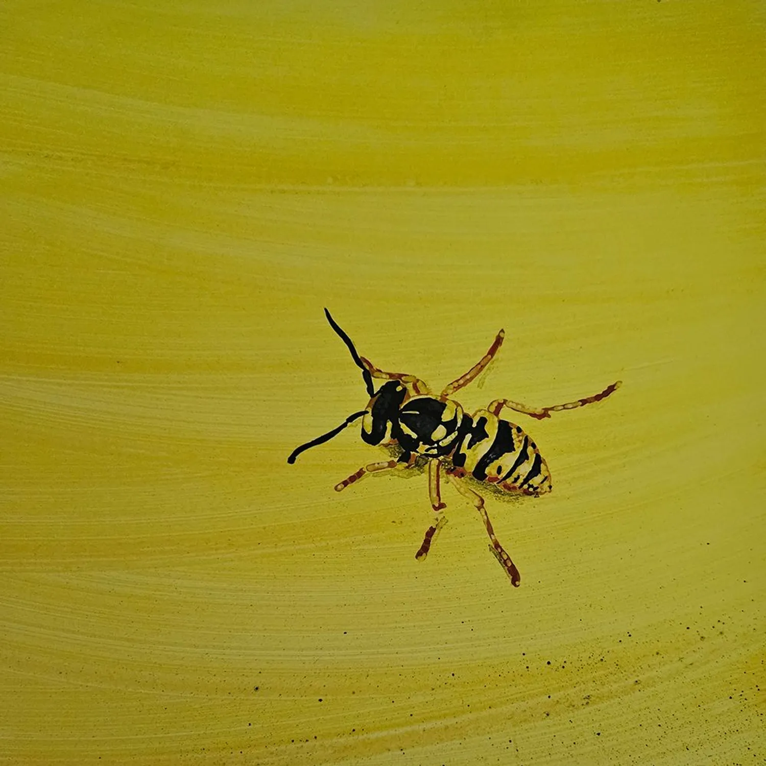 Print "The Wasp"