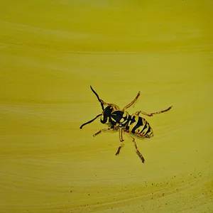 Print "The Wasp"