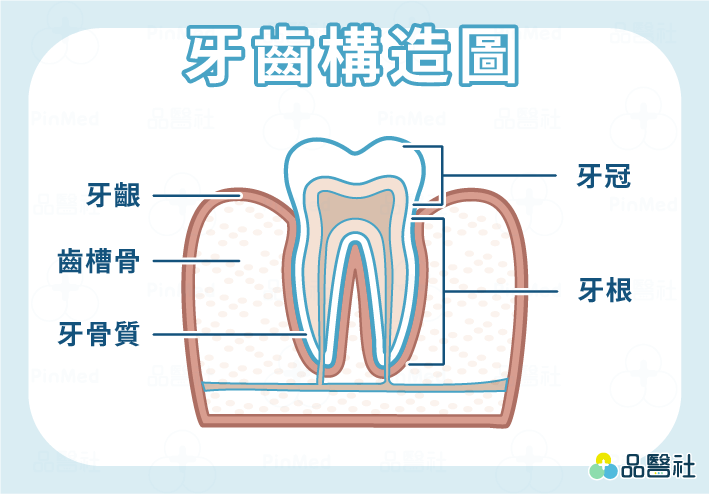 牙冠增長術-牙齒構造圖