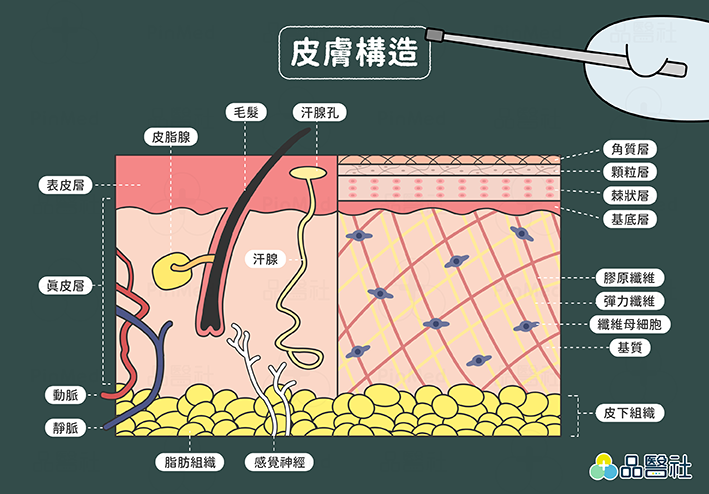 皮膚構造