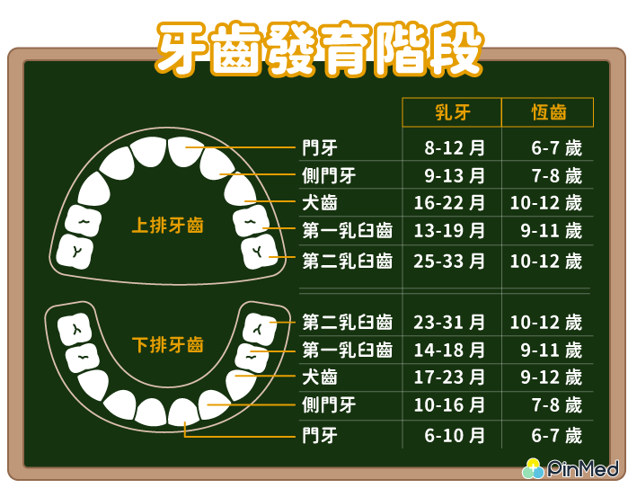 兒童牙齒矯正_牙齒發育階段