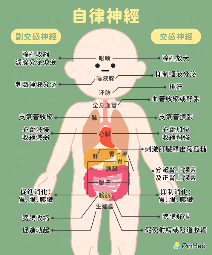 自律神經失調_自律神經