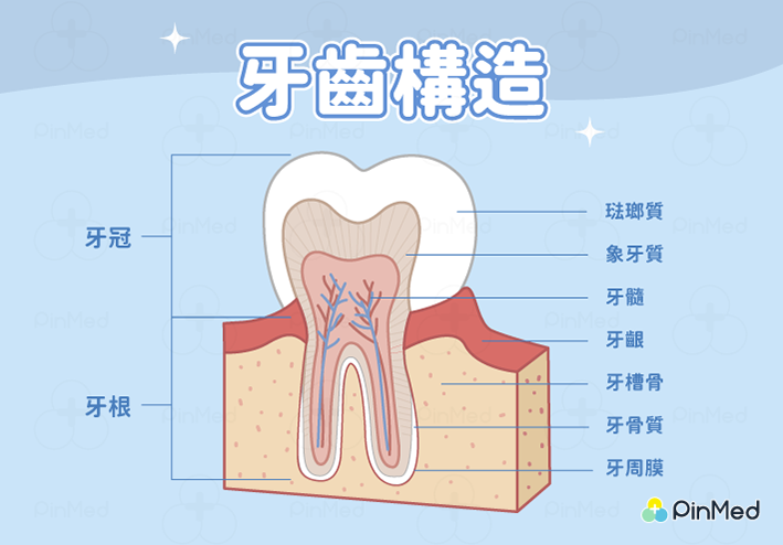 琺瑯質流失_牙齒構造