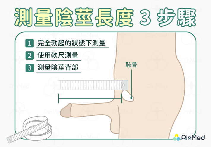 台灣平均長度_測量陰莖程度3步驟