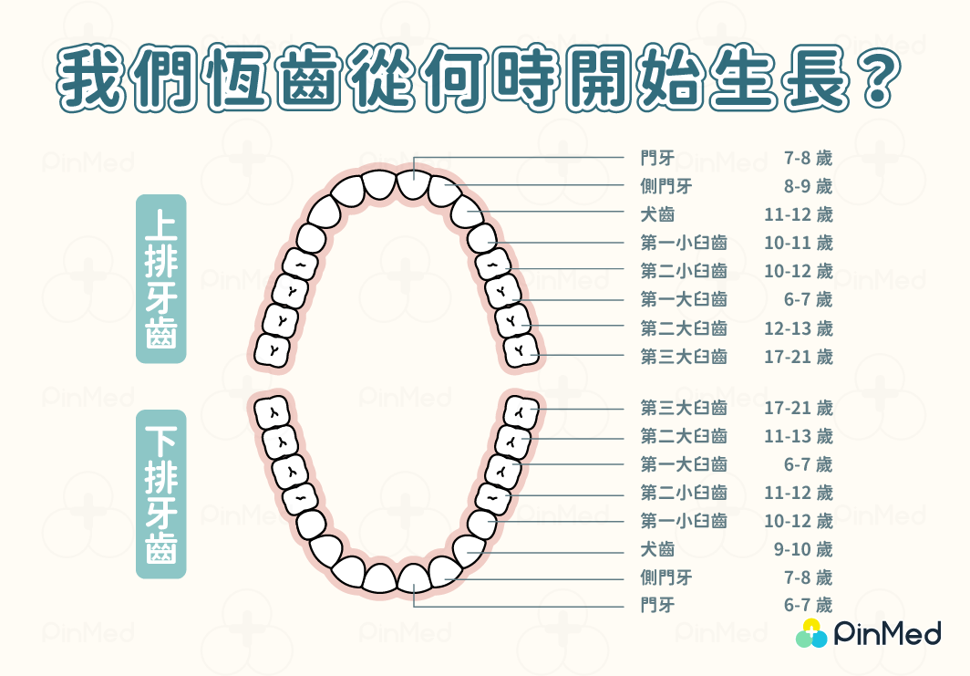 牙齒構造