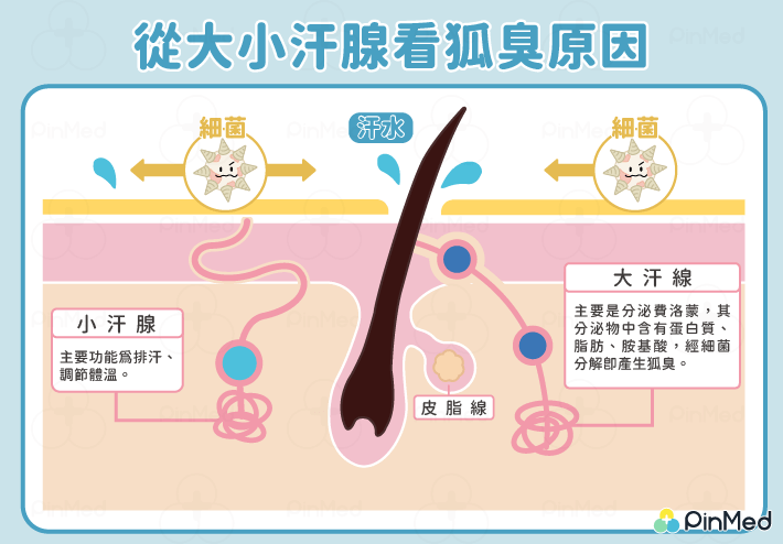 狐臭_原因