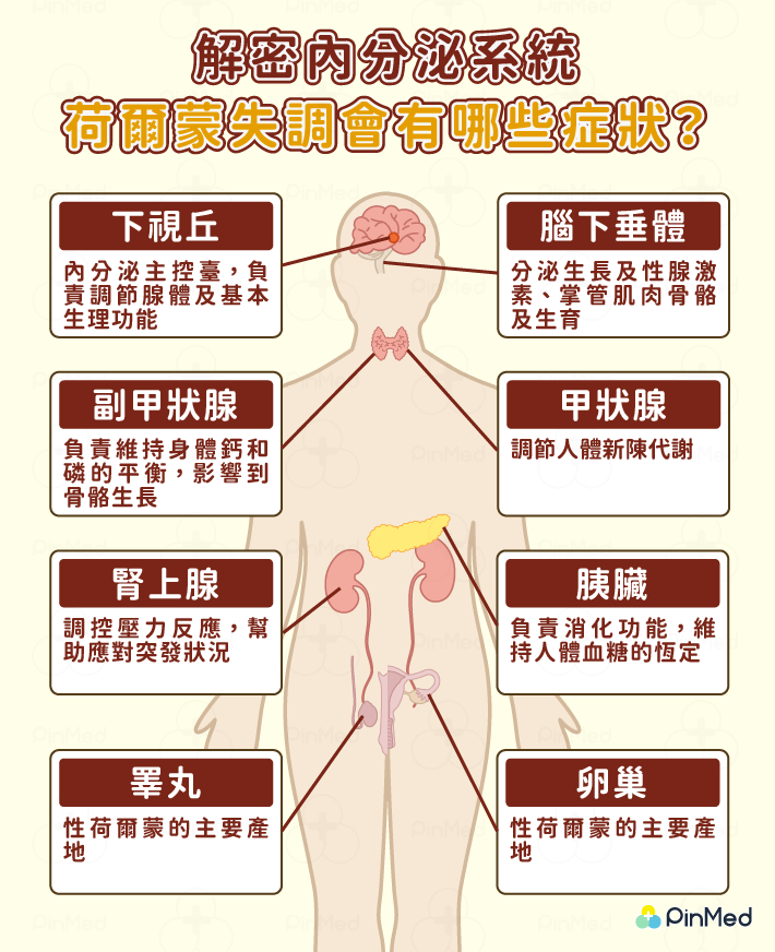 內分泌失調_各腺體