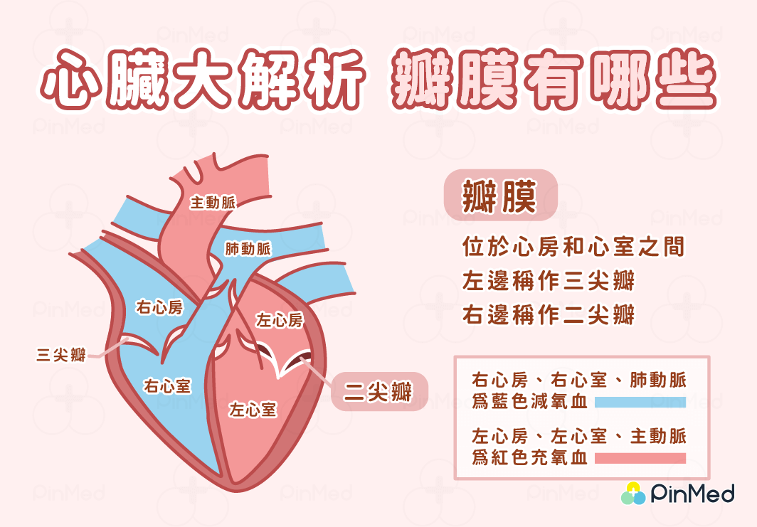 二尖瓣脫垂