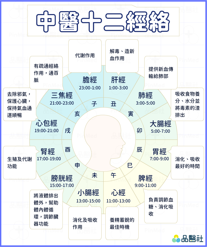 中醫十二經絡