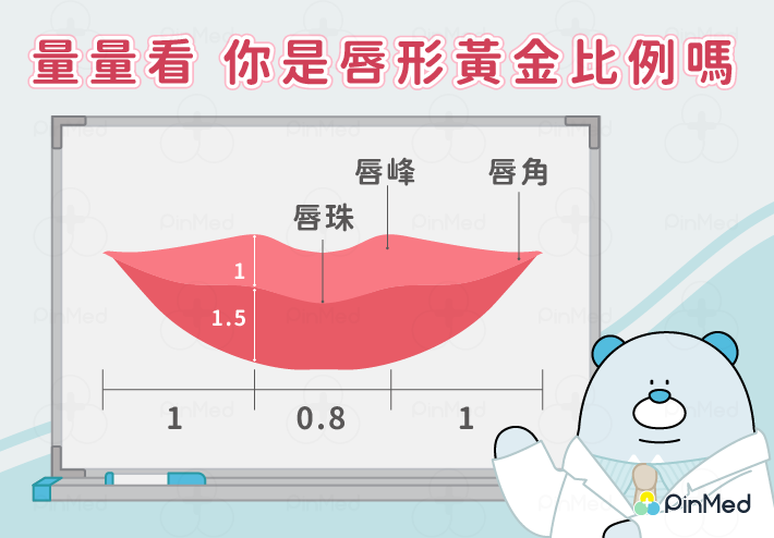 黃金唇型比例