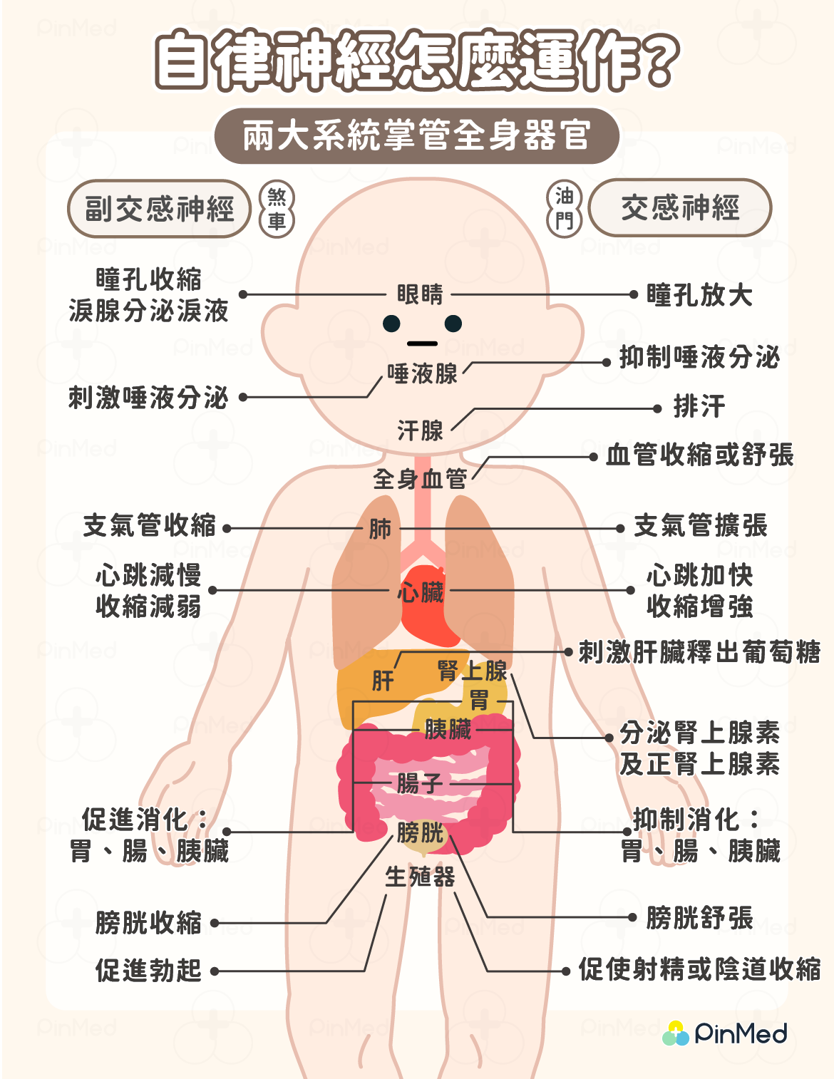 自律神經怎麼運作