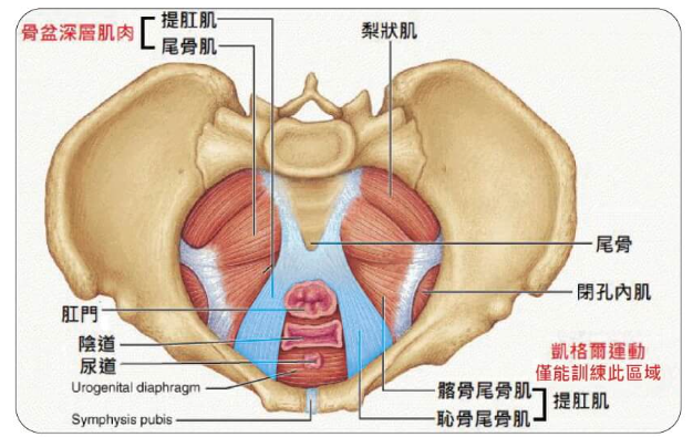 盆底肌群