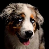 Australian Shepherd blue merle dog sitting and looking at the camera in front