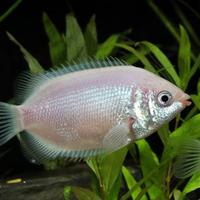 Small pink tropical fish in the aquarium