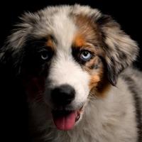 Australian Shepherd blue merle dog looking at the camera in front