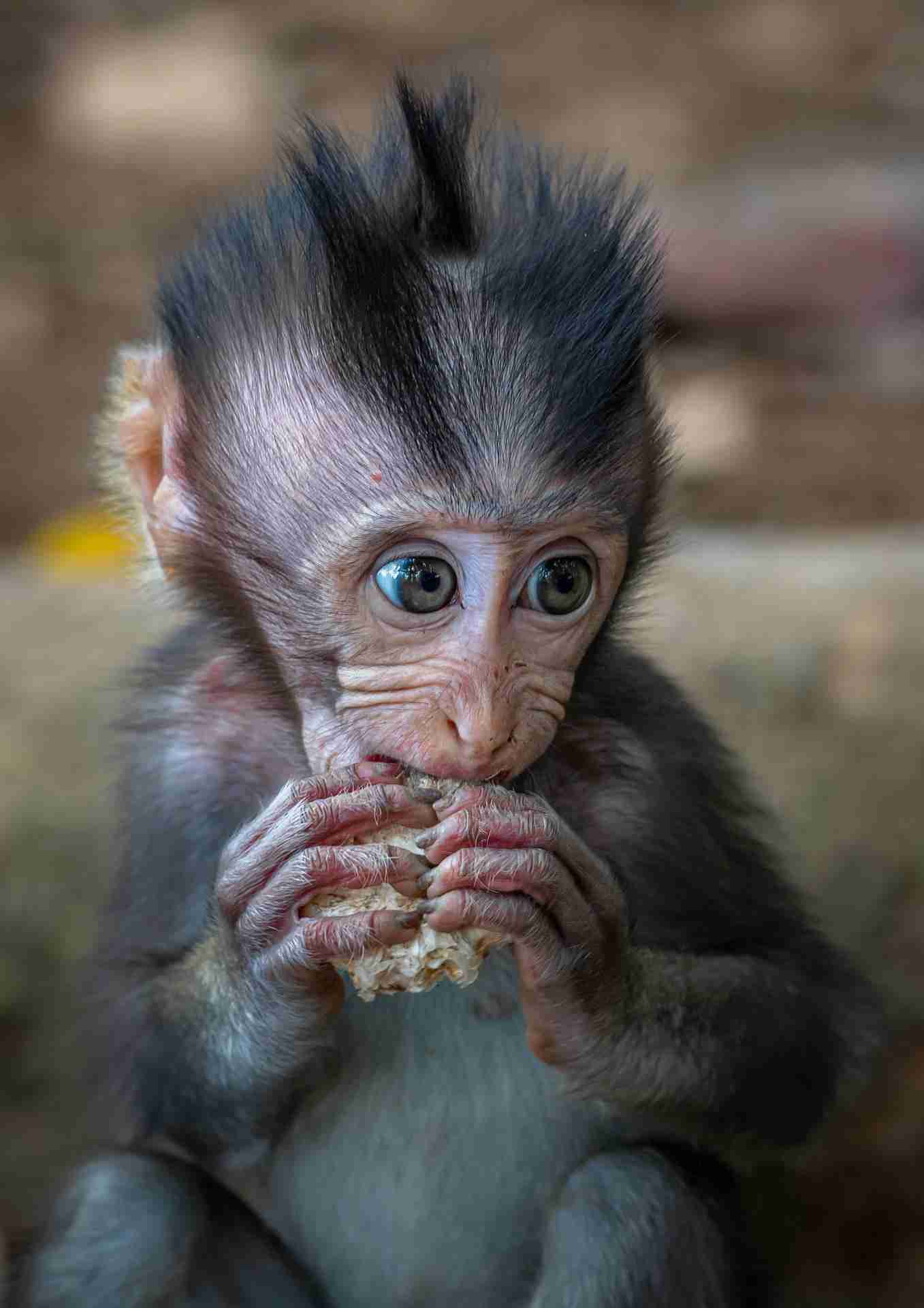 A Baby Macaque in Ubud Sacred Monkey Forest-Photo by Dighini