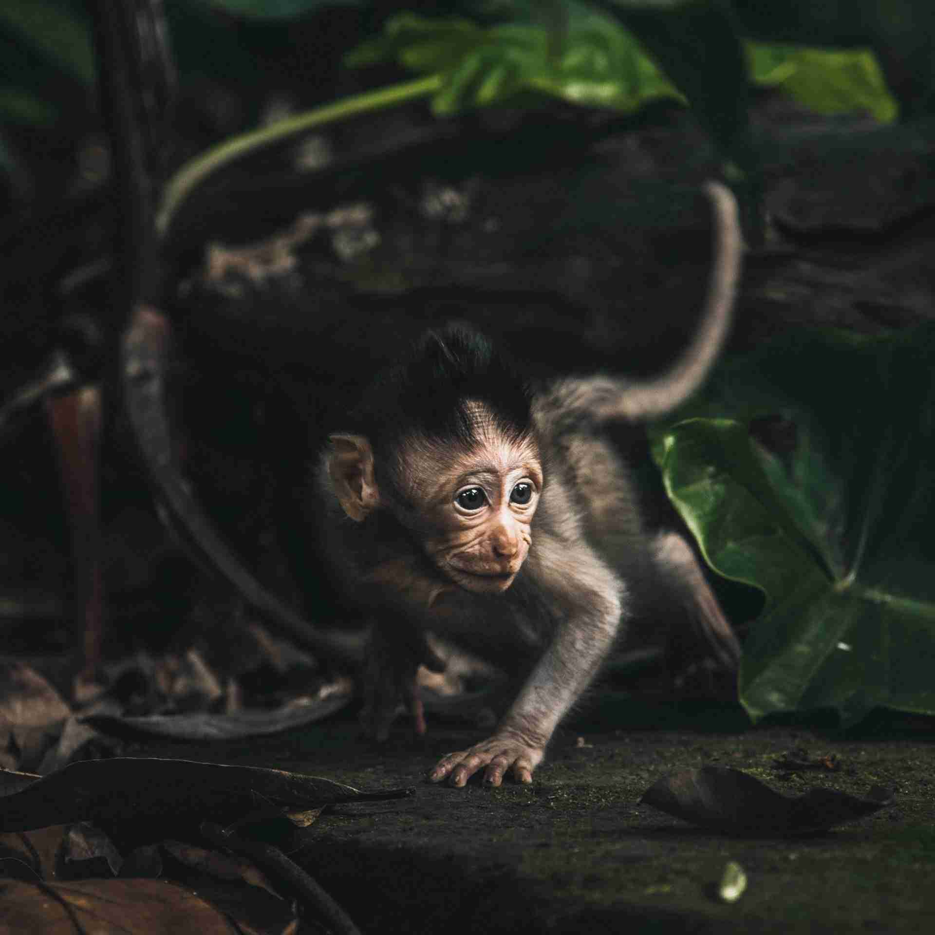 A Young Macaque in the Forest-Photo by Tiago Cardoso