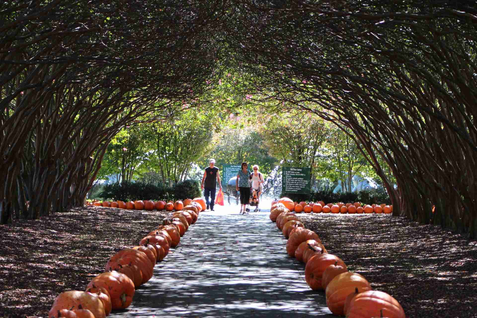 Dallas Arboretum Tree Tunnel-Photo by Rodney