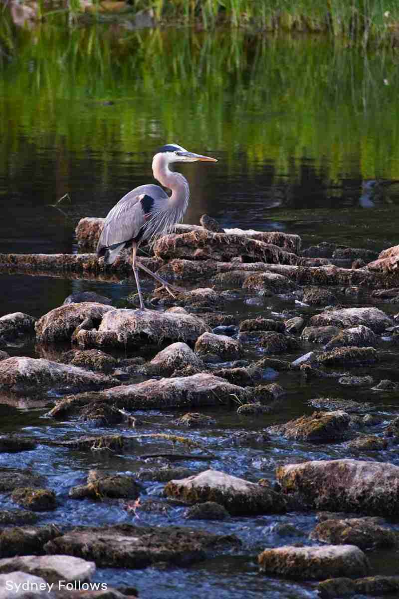 Jock River in Half Moon Bay Park – Photo by Sydney Follows