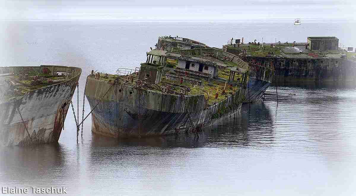 Giant Hulks – Photo by Elaine Taschuk