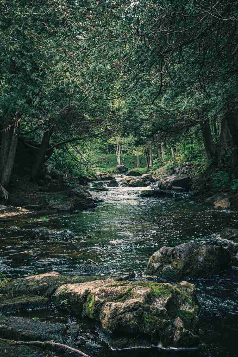 Black Creek-Photo by Shawn M. Kent
