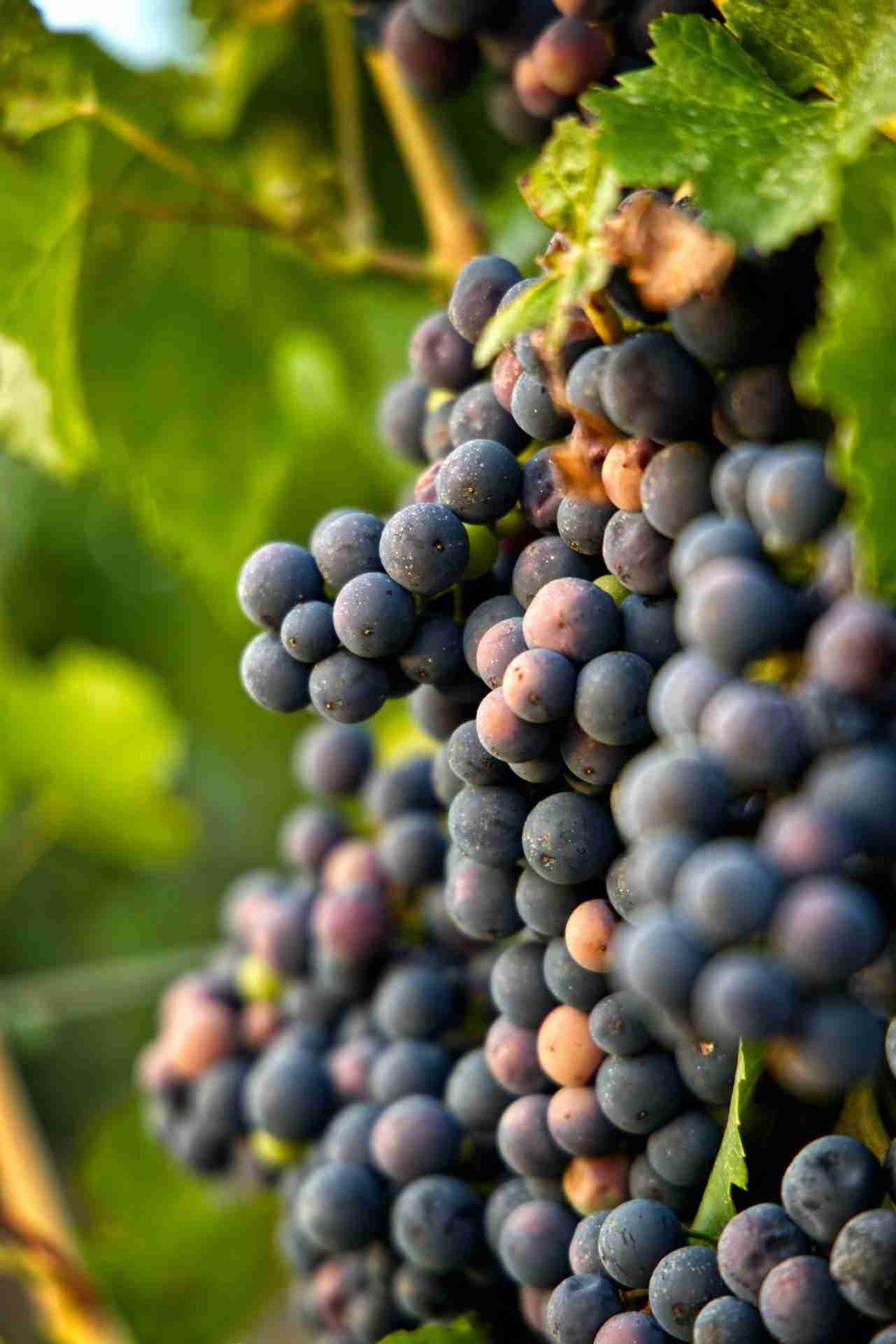 Vineland Estates Winery by Moritz Knöringer