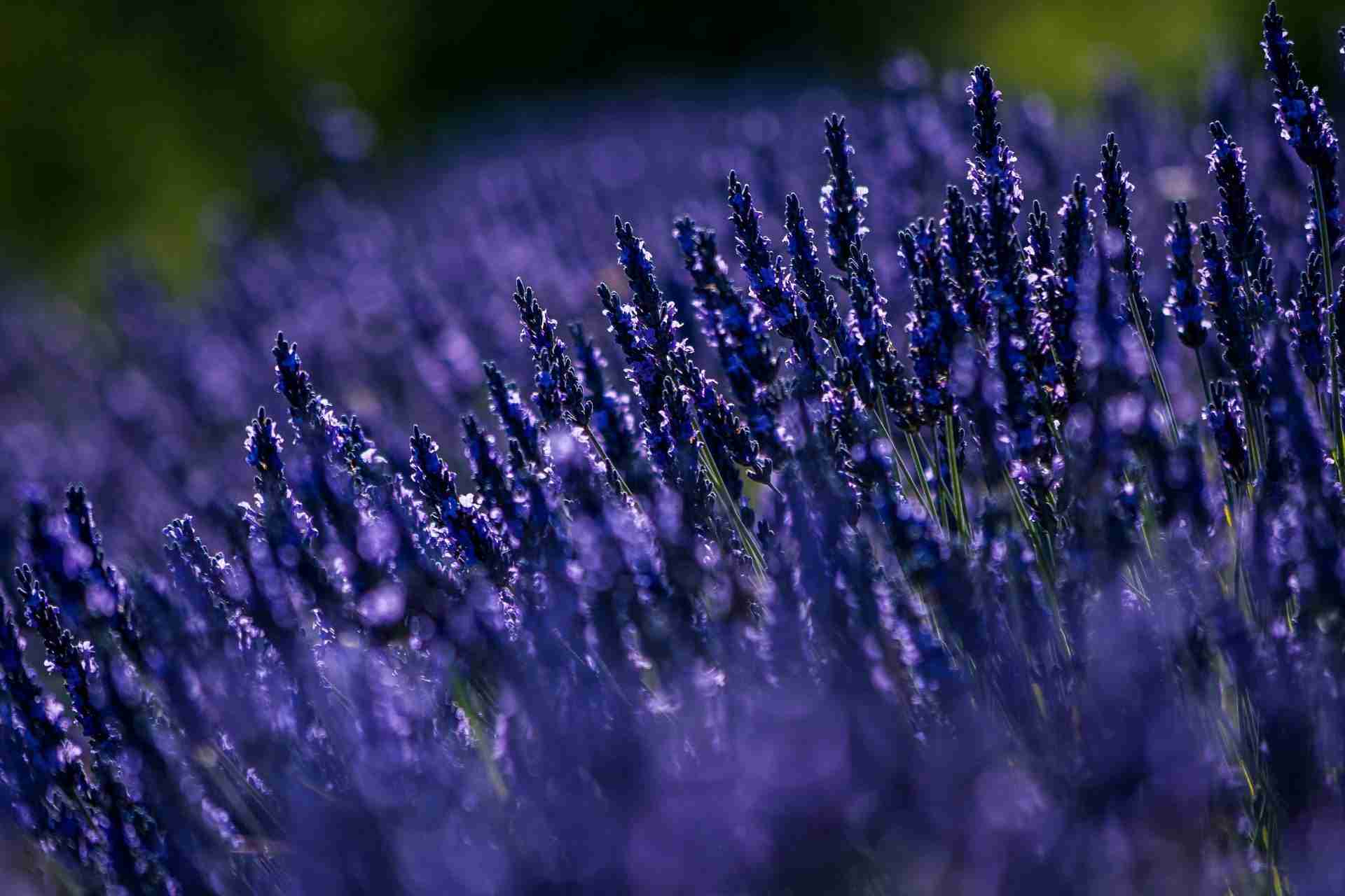 Apple Hill Lavender Farm by Abhishek Banik